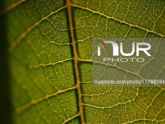 The veins in a Poinsettia flower leaf are visible against the sunlight in Kirtipur, Kathmandu, Nepal, on November 18, 2024. (