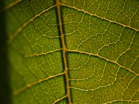 The veins in a Poinsettia flower leaf are visible against the sunlight in Kirtipur, Kathmandu, Nepal, on November 18, 2024. (