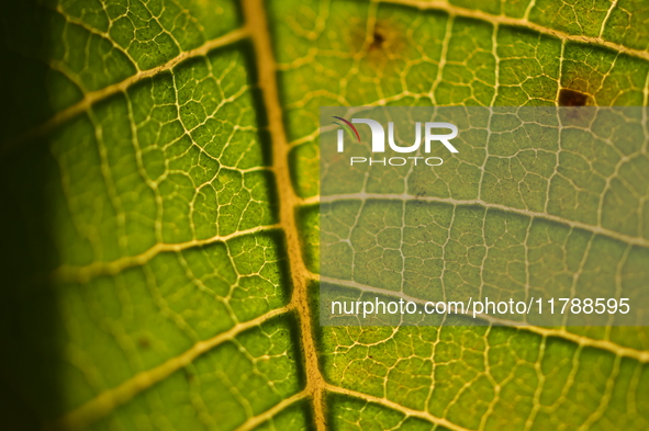 The veins in a Poinsettia flower leaf are visible against the sunlight in Kirtipur, Kathmandu, Nepal, on November 18, 2024. 