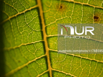 The veins in a Poinsettia flower leaf are visible against the sunlight in Kirtipur, Kathmandu, Nepal, on November 18, 2024. (