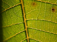 The veins in a Poinsettia flower leaf are visible against the sunlight in Kirtipur, Kathmandu, Nepal, on November 18, 2024. (