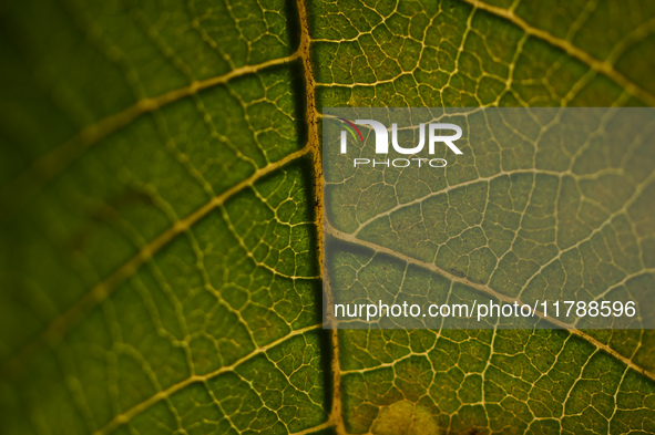 The veins in a Poinsettia flower leaf are visible against the sunlight in Kirtipur, Kathmandu, Nepal, on November 18, 2024. 