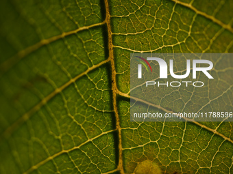 The veins in a Poinsettia flower leaf are visible against the sunlight in Kirtipur, Kathmandu, Nepal, on November 18, 2024. (