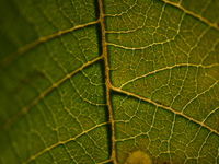 The veins in a Poinsettia flower leaf are visible against the sunlight in Kirtipur, Kathmandu, Nepal, on November 18, 2024. (