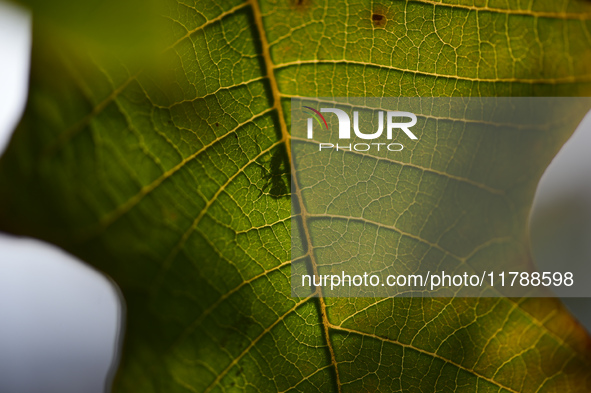 A Black garden ant is seen over the veins of a Poinsettia flower leaf against the sunlight in Kirtipur, Kathmandu, Nepal, on November 18, 20...