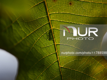 A Black garden ant is seen over the veins of a Poinsettia flower leaf against the sunlight in Kirtipur, Kathmandu, Nepal, on November 18, 20...