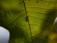 A Black garden ant is seen over the veins of a Poinsettia flower leaf against the sunlight in Kirtipur, Kathmandu, Nepal, on November 18, 20...