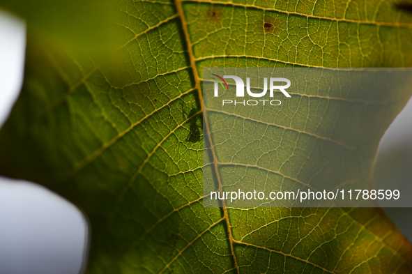 A Black garden ant is seen over the veins of a Poinsettia flower leaf against the sunlight in Kirtipur, Kathmandu, Nepal, on November 18, 20...