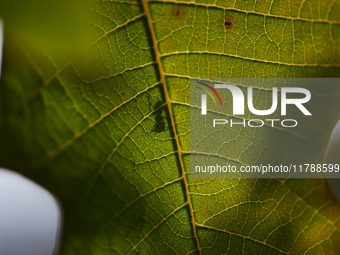 A Black garden ant is seen over the veins of a Poinsettia flower leaf against the sunlight in Kirtipur, Kathmandu, Nepal, on November 18, 20...