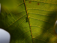 A Black garden ant is seen over the veins of a Poinsettia flower leaf against the sunlight in Kirtipur, Kathmandu, Nepal, on November 18, 20...