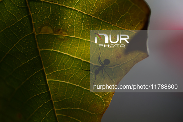 A Black garden ant is seen over the veins of a Poinsettia flower leaf against the sunlight in Kirtipur, Kathmandu, Nepal, on November 18, 20...