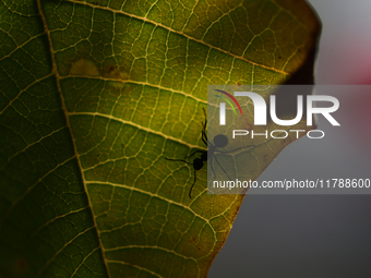 A Black garden ant is seen over the veins of a Poinsettia flower leaf against the sunlight in Kirtipur, Kathmandu, Nepal, on November 18, 20...