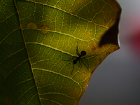 A Black garden ant is seen over the veins of a Poinsettia flower leaf against the sunlight in Kirtipur, Kathmandu, Nepal, on November 18, 20...