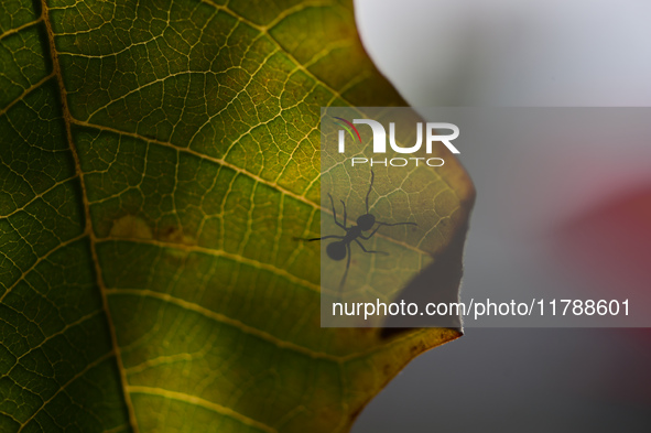 A Black garden ant is seen over the veins of a Poinsettia flower leaf against the sunlight in Kirtipur, Kathmandu, Nepal, on November 18, 20...