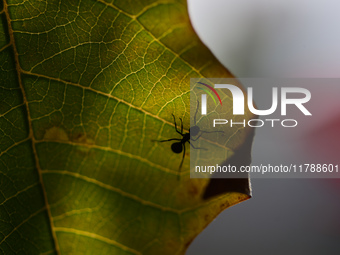 A Black garden ant is seen over the veins of a Poinsettia flower leaf against the sunlight in Kirtipur, Kathmandu, Nepal, on November 18, 20...