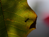 A Black garden ant is seen over the veins of a Poinsettia flower leaf against the sunlight in Kirtipur, Kathmandu, Nepal, on November 18, 20...