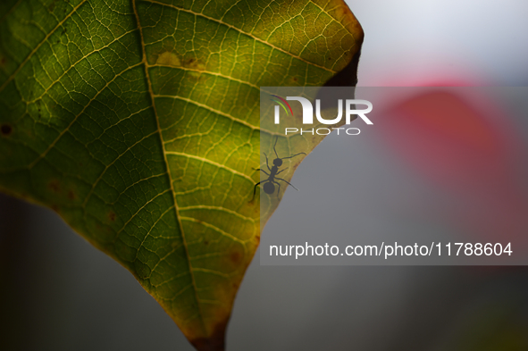 A Black garden ant is seen over the veins of a Poinsettia flower leaf against the sunlight in Kirtipur, Kathmandu, Nepal, on November 18, 20...