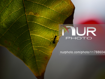 A Black garden ant is seen over the veins of a Poinsettia flower leaf against the sunlight in Kirtipur, Kathmandu, Nepal, on November 18, 20...