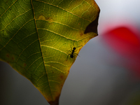 A Black garden ant is seen over the veins of a Poinsettia flower leaf against the sunlight in Kirtipur, Kathmandu, Nepal, on November 18, 20...