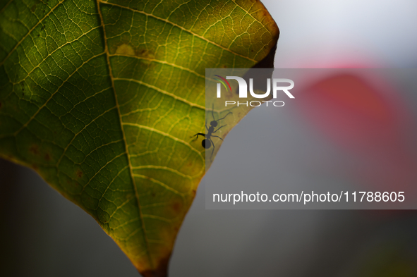 A Black garden ant is seen over the veins of a Poinsettia flower leaf against the sunlight in Kirtipur, Kathmandu, Nepal, on November 18, 20...