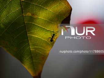 A Black garden ant is seen over the veins of a Poinsettia flower leaf against the sunlight in Kirtipur, Kathmandu, Nepal, on November 18, 20...