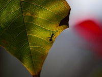 A Black garden ant is seen over the veins of a Poinsettia flower leaf against the sunlight in Kirtipur, Kathmandu, Nepal, on November 18, 20...