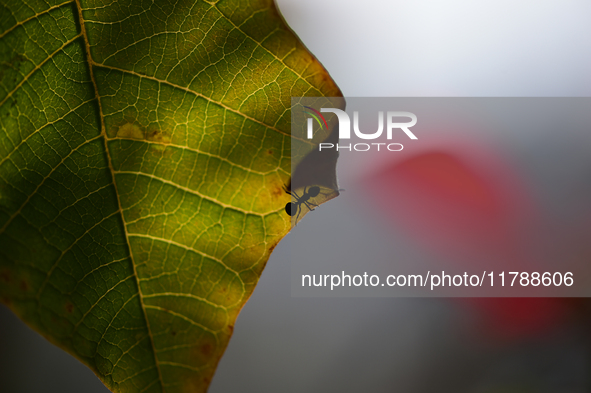 A Black garden ant is seen over the veins of a Poinsettia flower leaf against the sunlight in Kirtipur, Kathmandu, Nepal, on November 18, 20...