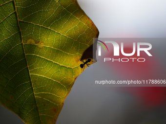 A Black garden ant is seen over the veins of a Poinsettia flower leaf against the sunlight in Kirtipur, Kathmandu, Nepal, on November 18, 20...