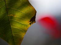 A Black garden ant is seen over the veins of a Poinsettia flower leaf against the sunlight in Kirtipur, Kathmandu, Nepal, on November 18, 20...