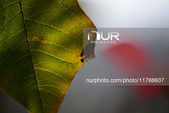 A Black garden ant is seen over the veins of a Poinsettia flower leaf against the sunlight in Kirtipur, Kathmandu, Nepal, on November 18, 20...