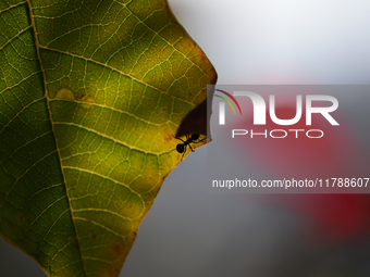 A Black garden ant is seen over the veins of a Poinsettia flower leaf against the sunlight in Kirtipur, Kathmandu, Nepal, on November 18, 20...