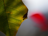 A Black garden ant is seen over the veins of a Poinsettia flower leaf against the sunlight in Kirtipur, Kathmandu, Nepal, on November 18, 20...