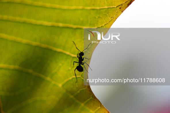 A Black garden ant is seen over the veins of a Poinsettia flower leaf against the sunlight in Kirtipur, Kathmandu, Nepal, on November 18, 20...