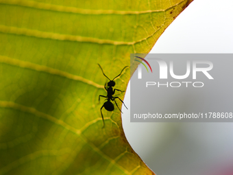 A Black garden ant is seen over the veins of a Poinsettia flower leaf against the sunlight in Kirtipur, Kathmandu, Nepal, on November 18, 20...