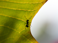 A Black garden ant is seen over the veins of a Poinsettia flower leaf against the sunlight in Kirtipur, Kathmandu, Nepal, on November 18, 20...