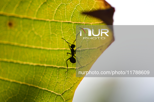 A Black garden ant is seen over the veins of a Poinsettia flower leaf against the sunlight in Kirtipur, Kathmandu, Nepal, on November 18, 20...