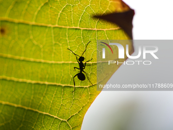 A Black garden ant is seen over the veins of a Poinsettia flower leaf against the sunlight in Kirtipur, Kathmandu, Nepal, on November 18, 20...