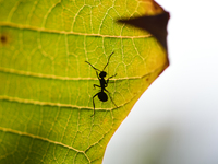 A Black garden ant is seen over the veins of a Poinsettia flower leaf against the sunlight in Kirtipur, Kathmandu, Nepal, on November 18, 20...