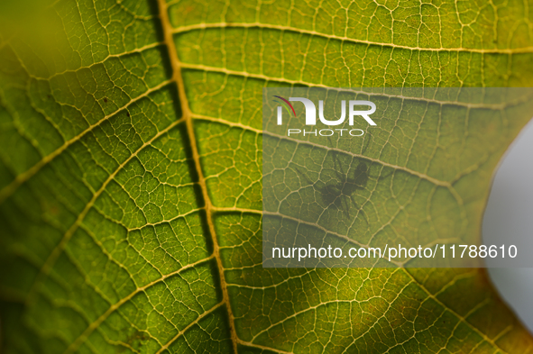 A Black garden ant is seen over the veins of a Poinsettia flower leaf against the sunlight in Kirtipur, Kathmandu, Nepal, on November 18, 20...