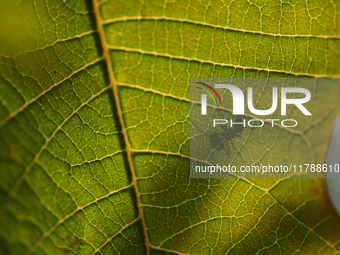 A Black garden ant is seen over the veins of a Poinsettia flower leaf against the sunlight in Kirtipur, Kathmandu, Nepal, on November 18, 20...