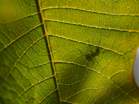 A Black garden ant is seen over the veins of a Poinsettia flower leaf against the sunlight in Kirtipur, Kathmandu, Nepal, on November 18, 20...