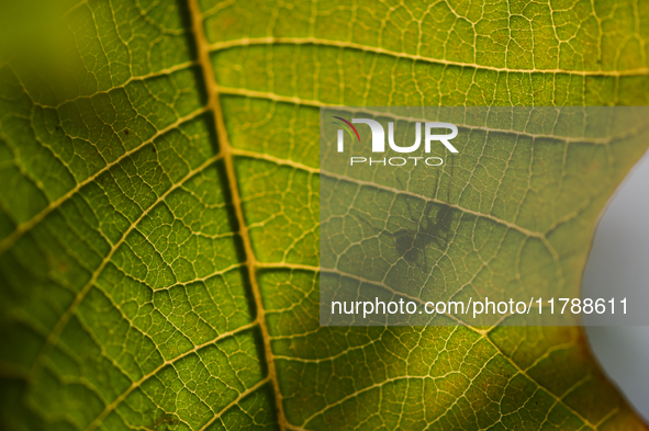 A Black garden ant is seen over the veins of a Poinsettia flower leaf against the sunlight in Kirtipur, Kathmandu, Nepal, on November 18, 20...