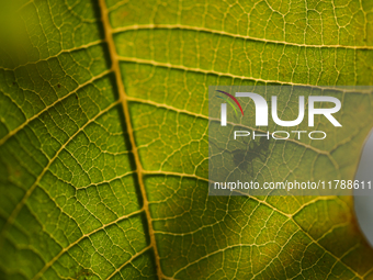 A Black garden ant is seen over the veins of a Poinsettia flower leaf against the sunlight in Kirtipur, Kathmandu, Nepal, on November 18, 20...