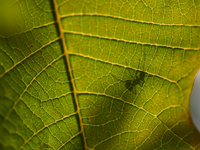 A Black garden ant is seen over the veins of a Poinsettia flower leaf against the sunlight in Kirtipur, Kathmandu, Nepal, on November 18, 20...