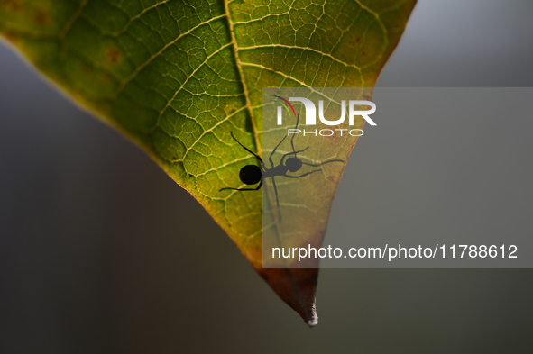 A Black garden ant is seen over the veins of a Poinsettia flower leaf against the sunlight in Kirtipur, Kathmandu, Nepal, on November 18, 20...