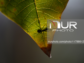 A Black garden ant is seen over the veins of a Poinsettia flower leaf against the sunlight in Kirtipur, Kathmandu, Nepal, on November 18, 20...