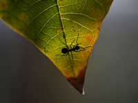 A Black garden ant is seen over the veins of a Poinsettia flower leaf against the sunlight in Kirtipur, Kathmandu, Nepal, on November 18, 20...