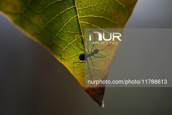 A Black garden ant is seen over the veins of a Poinsettia flower leaf against the sunlight in Kirtipur, Kathmandu, Nepal, on November 18, 20...