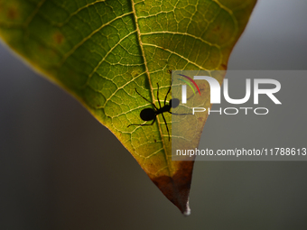 A Black garden ant is seen over the veins of a Poinsettia flower leaf against the sunlight in Kirtipur, Kathmandu, Nepal, on November 18, 20...