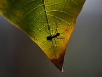 A Black garden ant is seen over the veins of a Poinsettia flower leaf against the sunlight in Kirtipur, Kathmandu, Nepal, on November 18, 20...